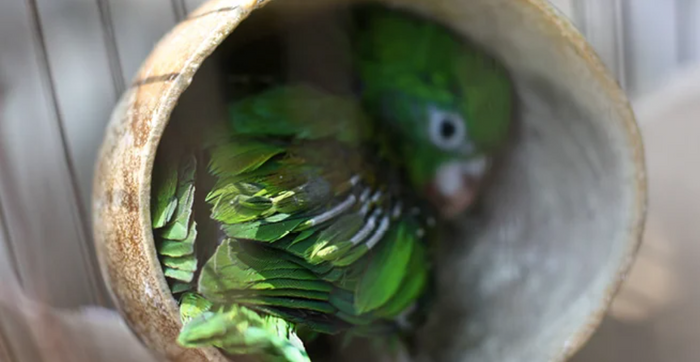 Understanding Why Your Bird is Losing Feathers and What You Can Do About It